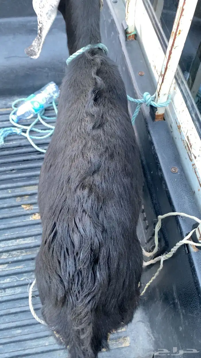 عناق فل شحم 1