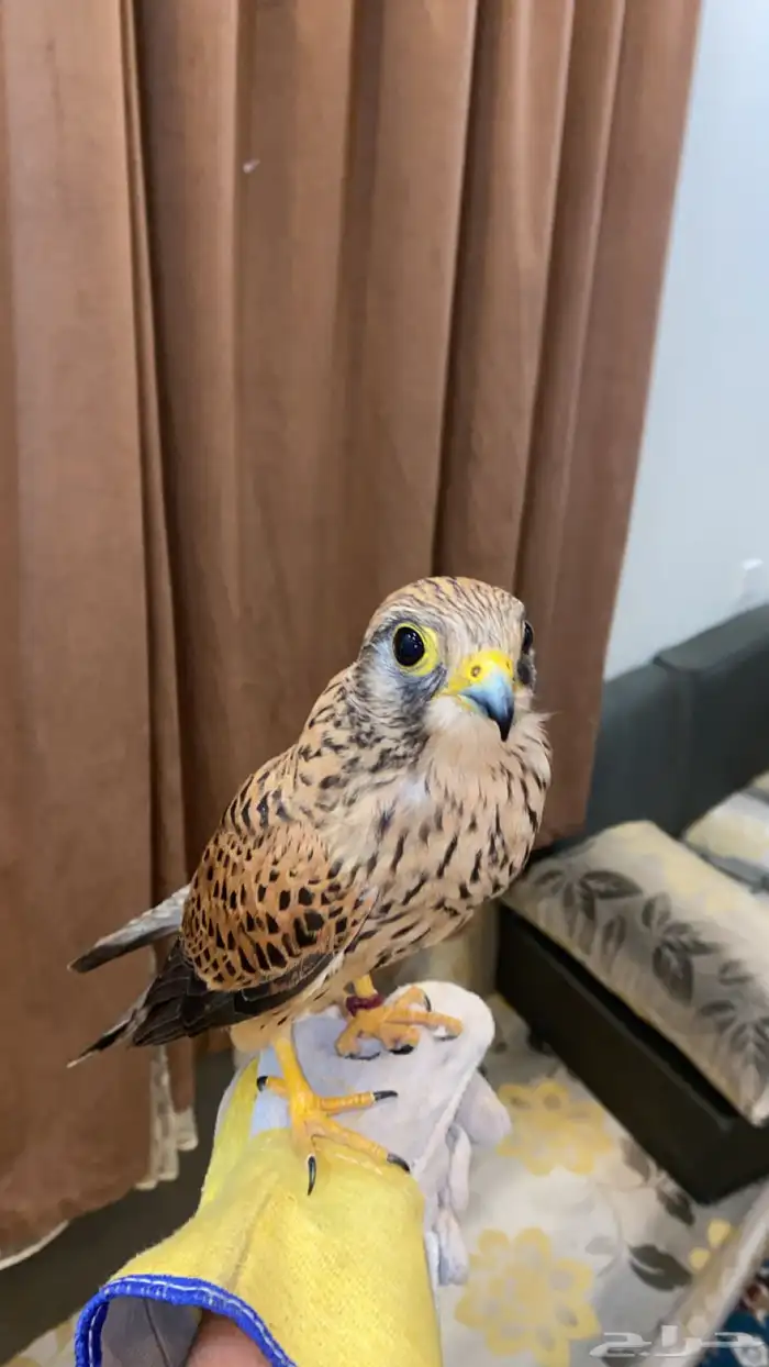 حمام باكستاني 1