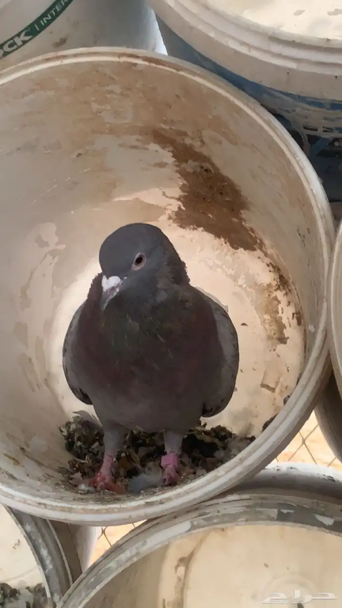 سلام عليكم ورحمة وبركاته البيع فرنسي جوز وحد فردي 0