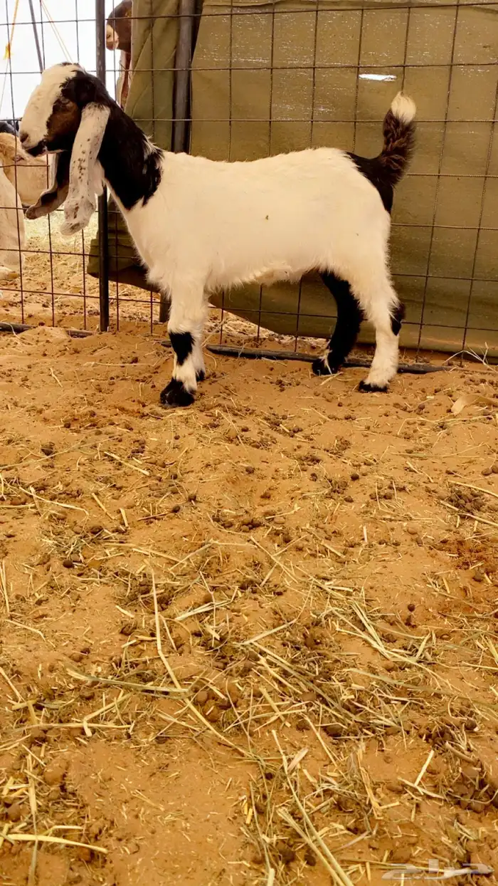 معزا عنز مشروكه معها جفره 1