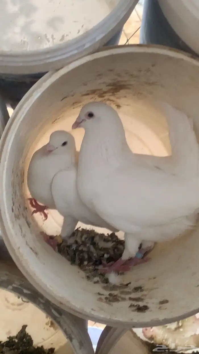 سلام عليكم ورحمة وبركاته البيع فرنسي جوز وحد فردي 1