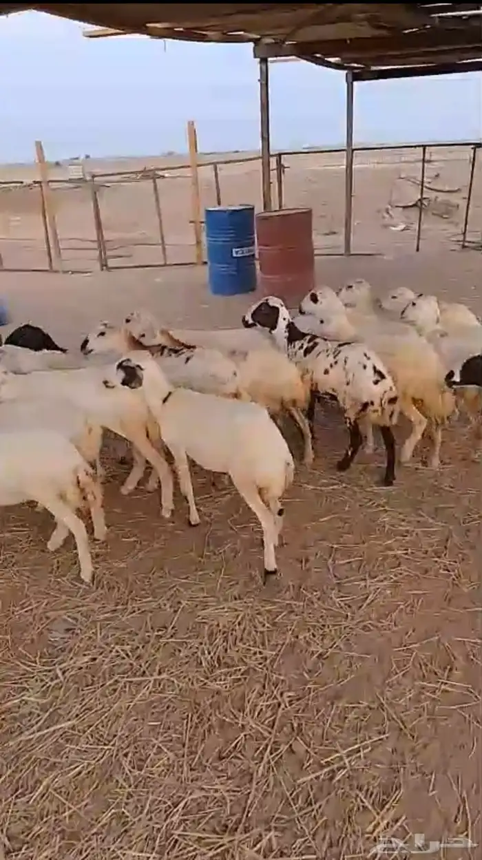 20 رخال جذعات شرط 5