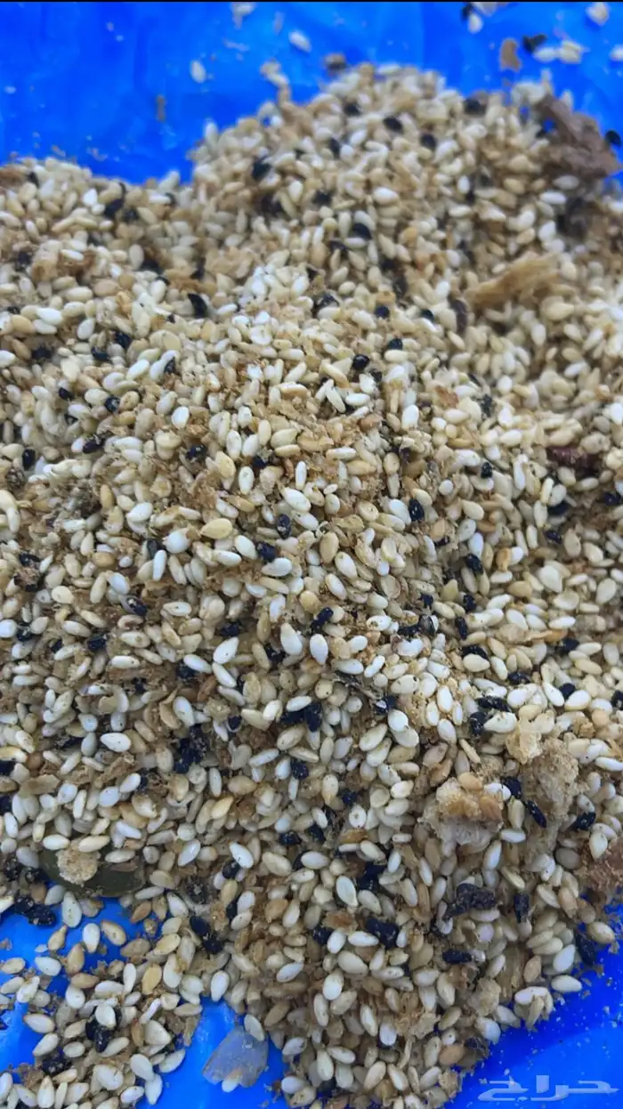 سم سم وخبز 0