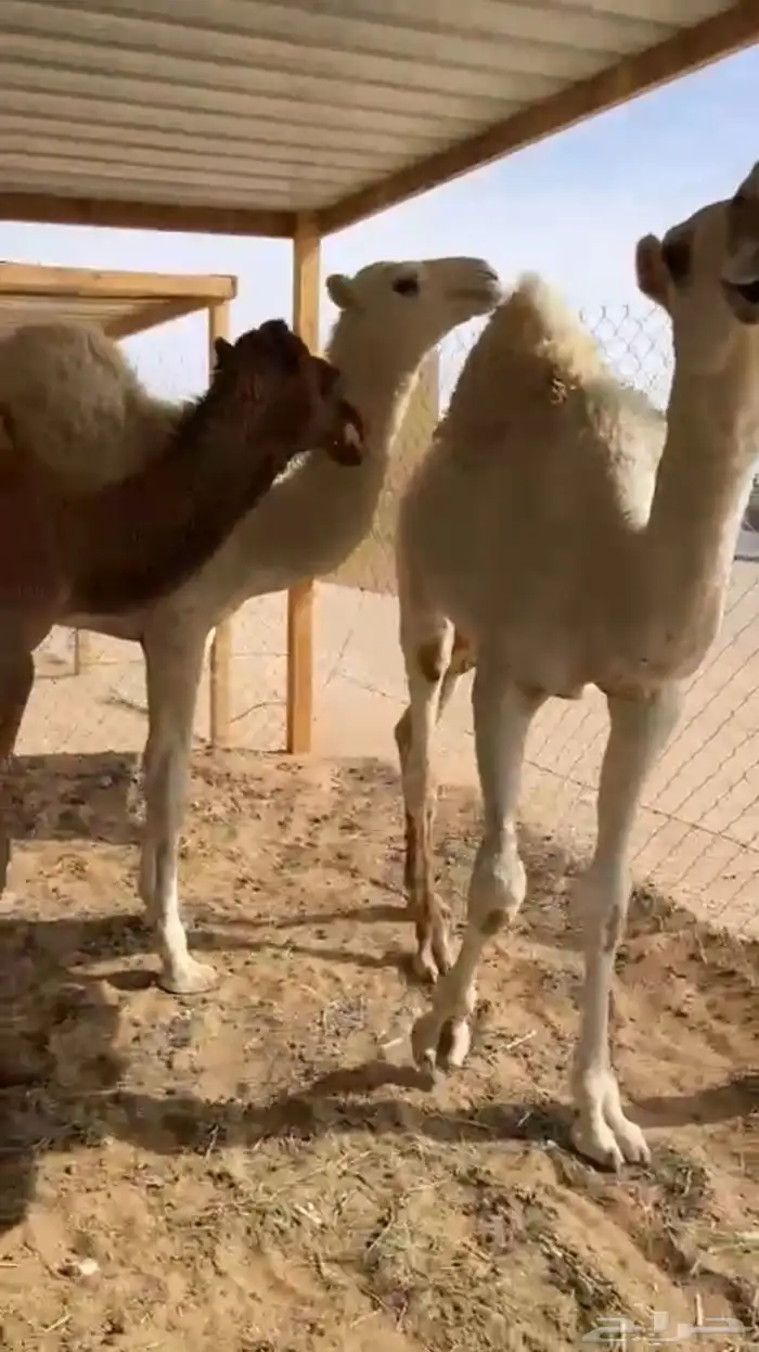 قعدان طايشه على حليب 0