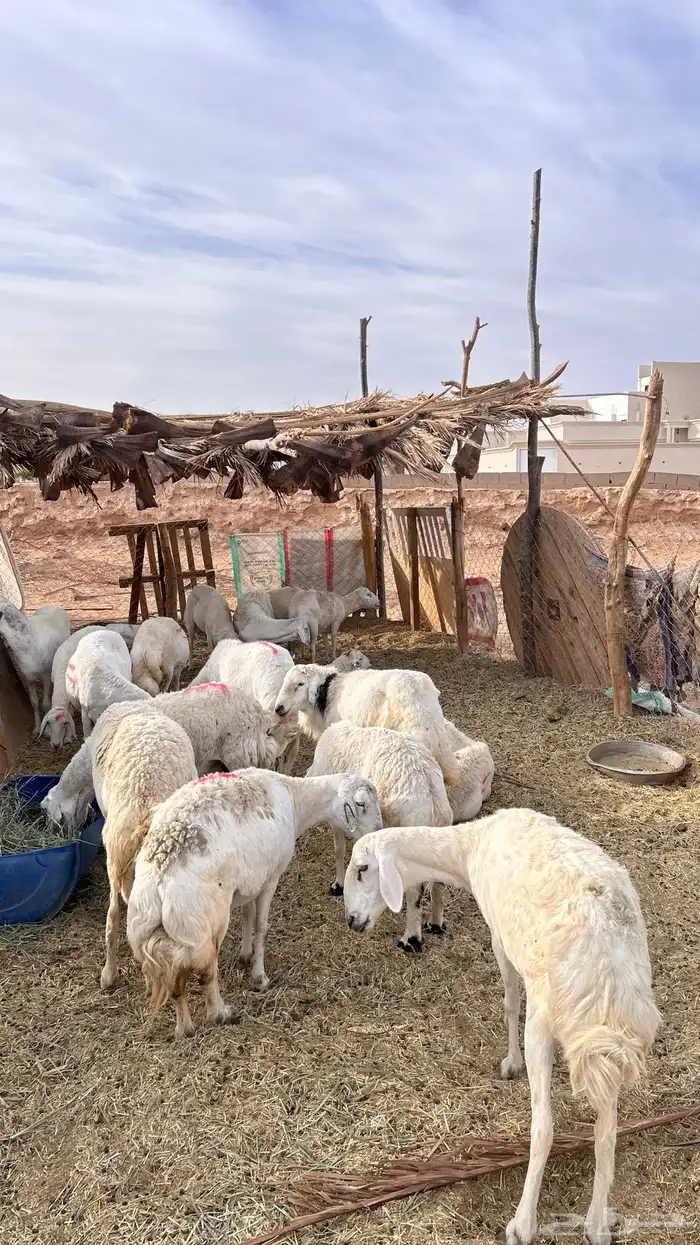 غنم حري للبيع 1