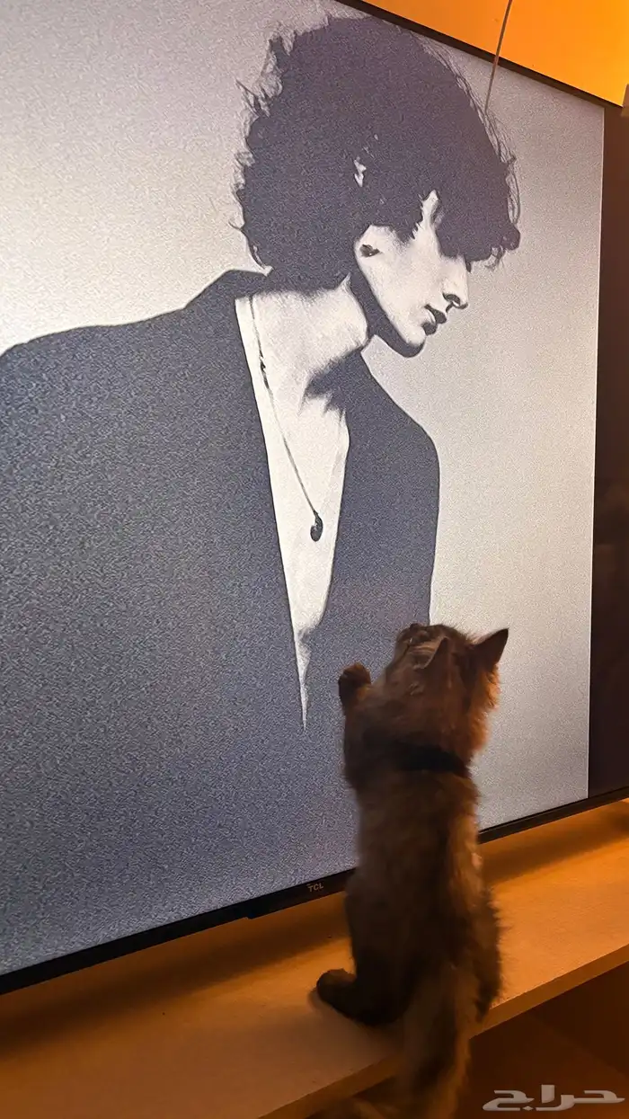 للبيع قط صغير لعوب 0