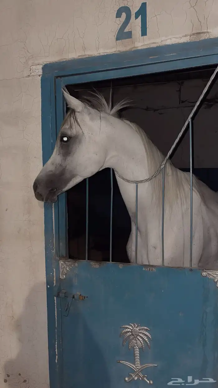 حصان شعبي حار كفو 1