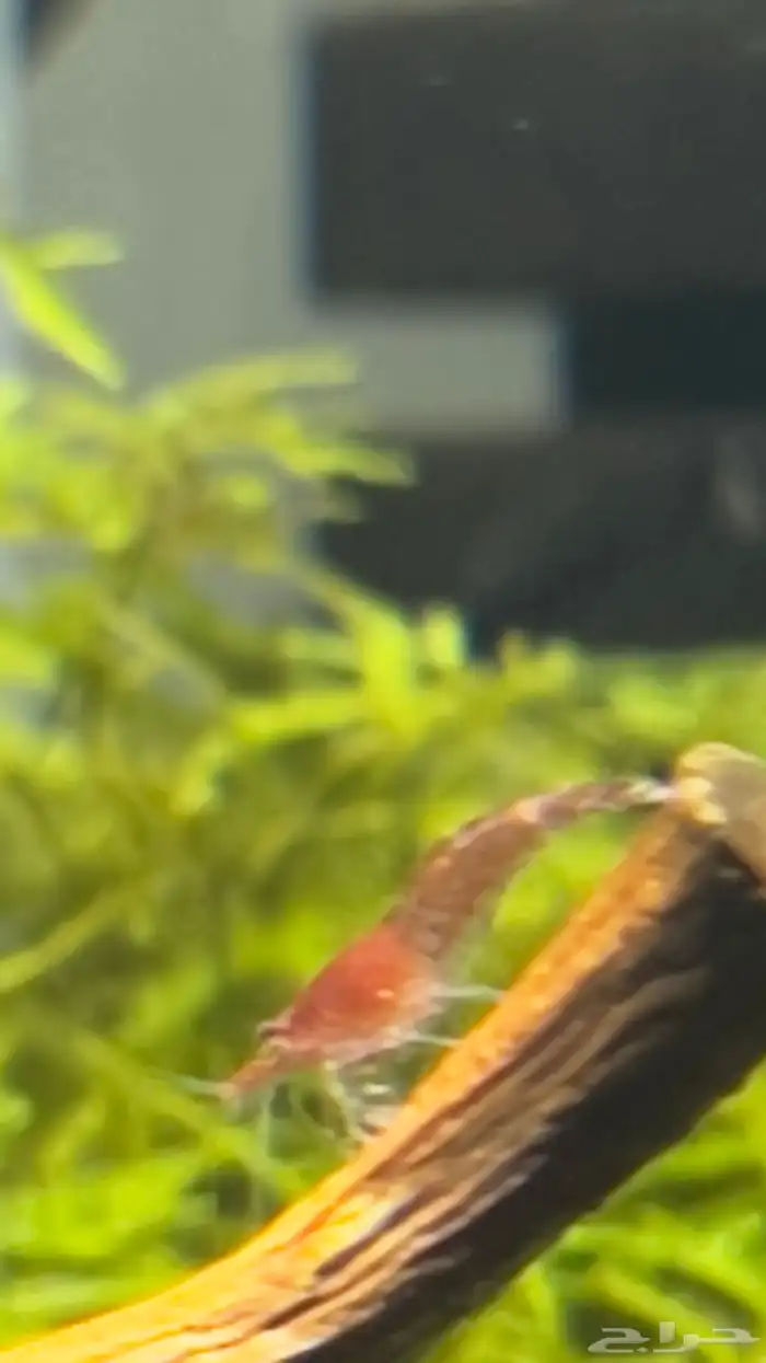 شريمب زينه 5