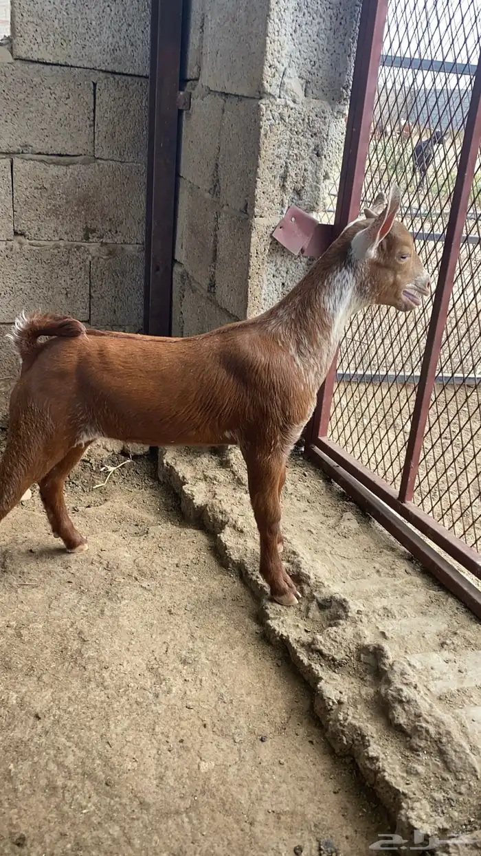 مشروع فحل اوشح ادغس 0