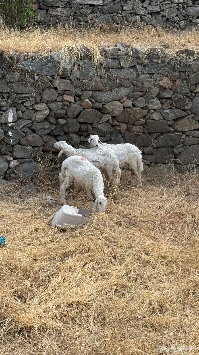 ذبايح حري شهران 0