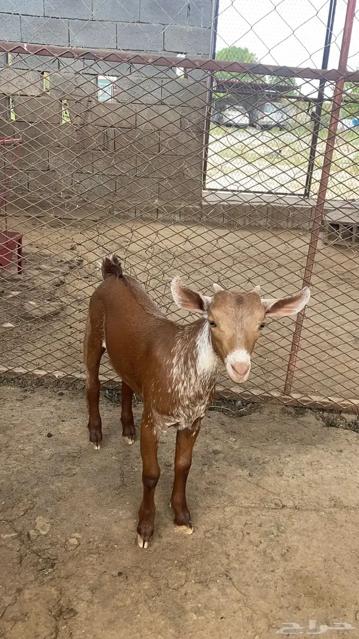 مشروع فحل اوشح ادغس 1