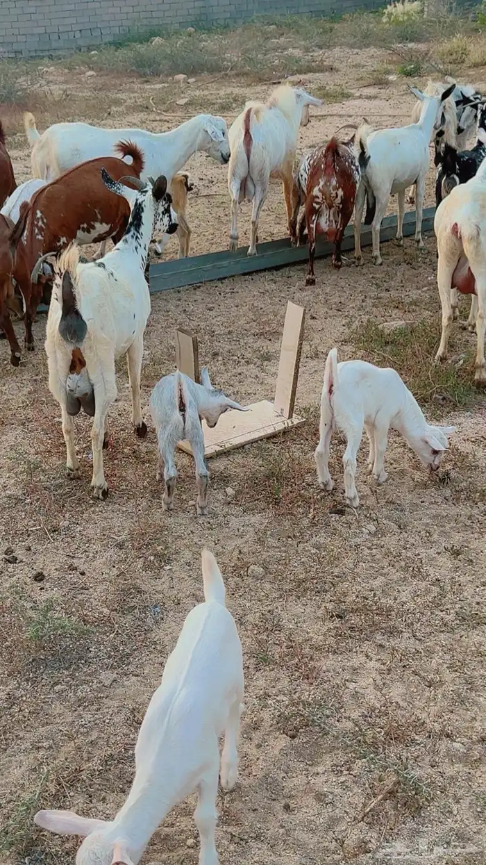 ماعز جنوبي نوع فاخر للبيع 5