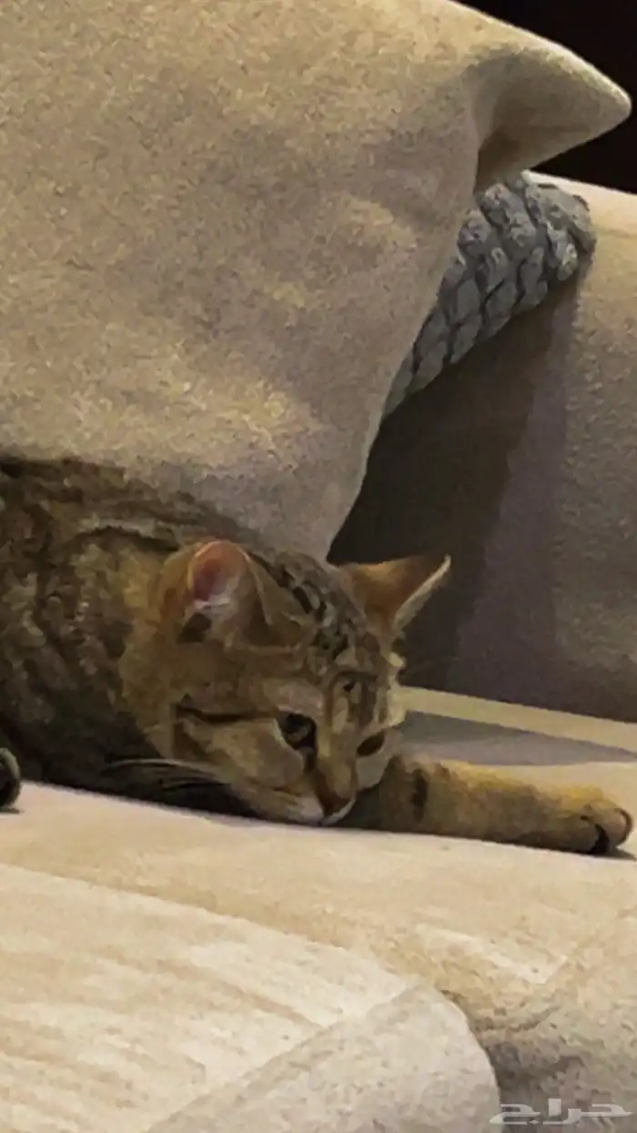 قطه للتبني 15