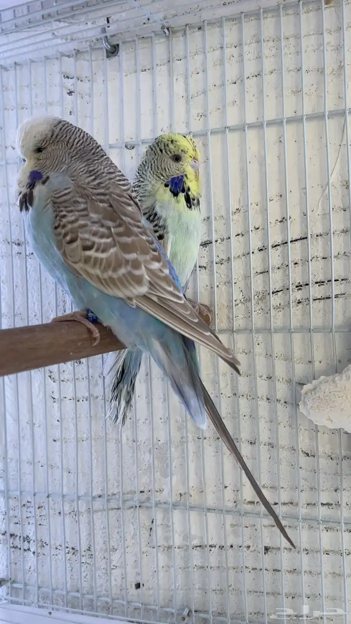 بادجي انجليزي 0