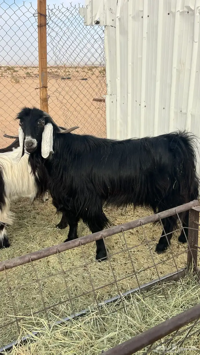 تيس عرضي شرط القريع اتيس طيب ماشاءالله الخرج 0