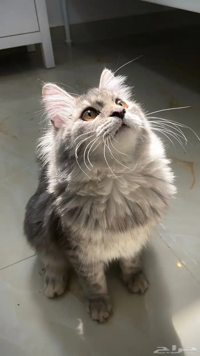 قطة للتبني المؤقت 1