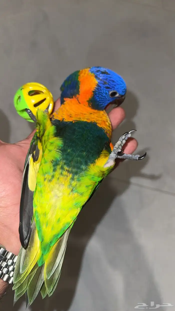 فرخ لوري لعشاق التميز 1