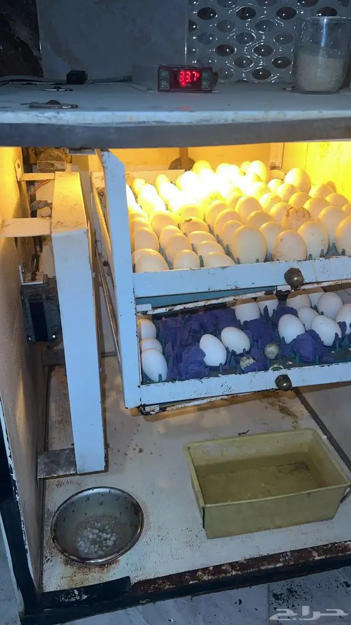 للبيع فقاسة اتوماتيك 2