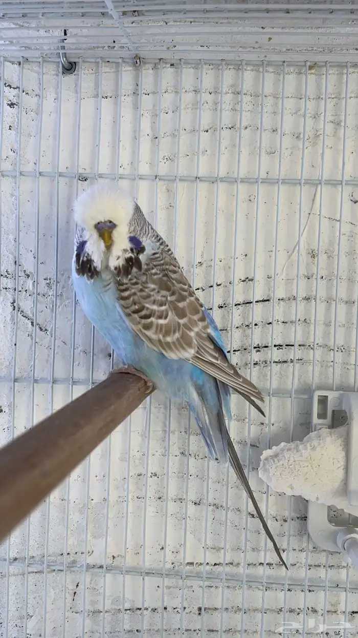 بادجي انجليزي 3