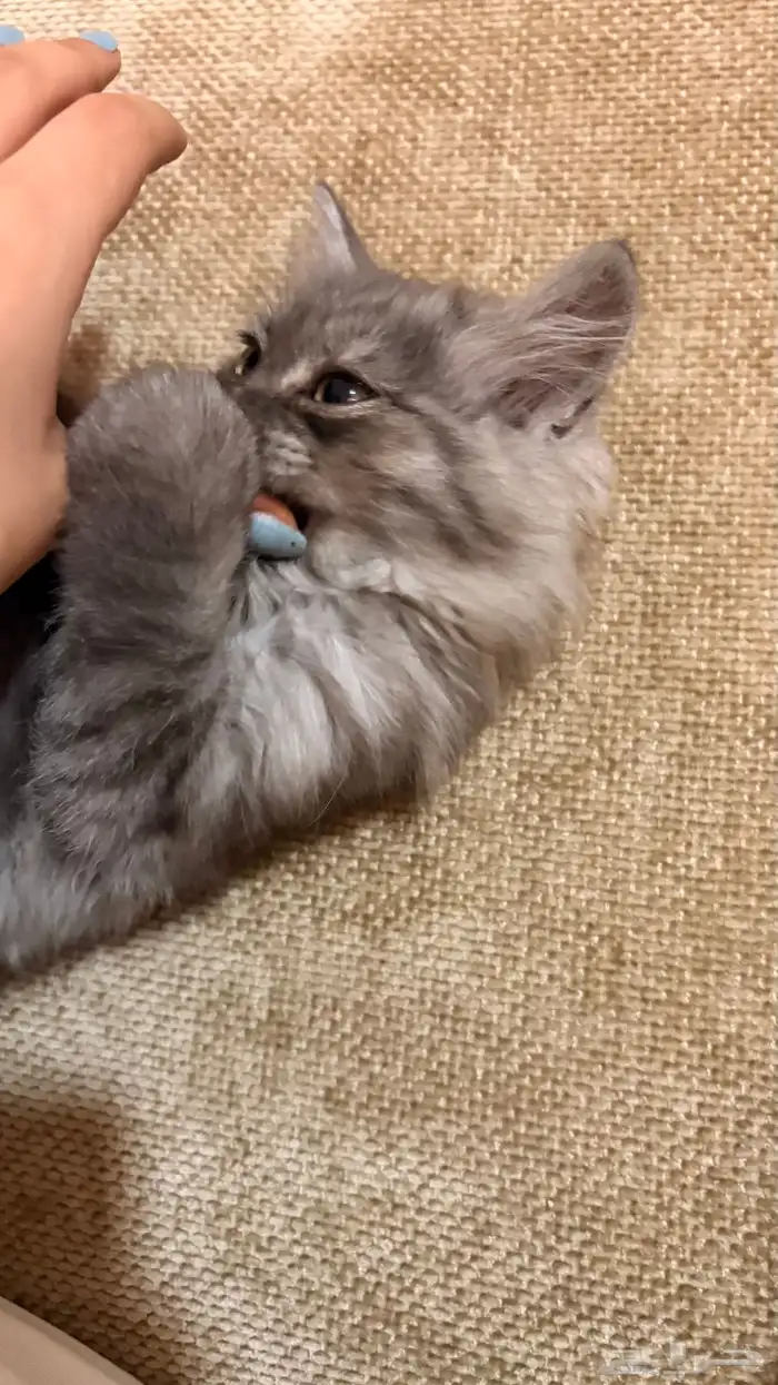 للبيع قط صغير لعوب 1