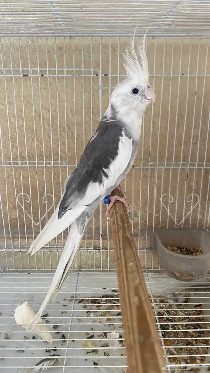 للبيع جوز هولندي كروان او للبدال 1