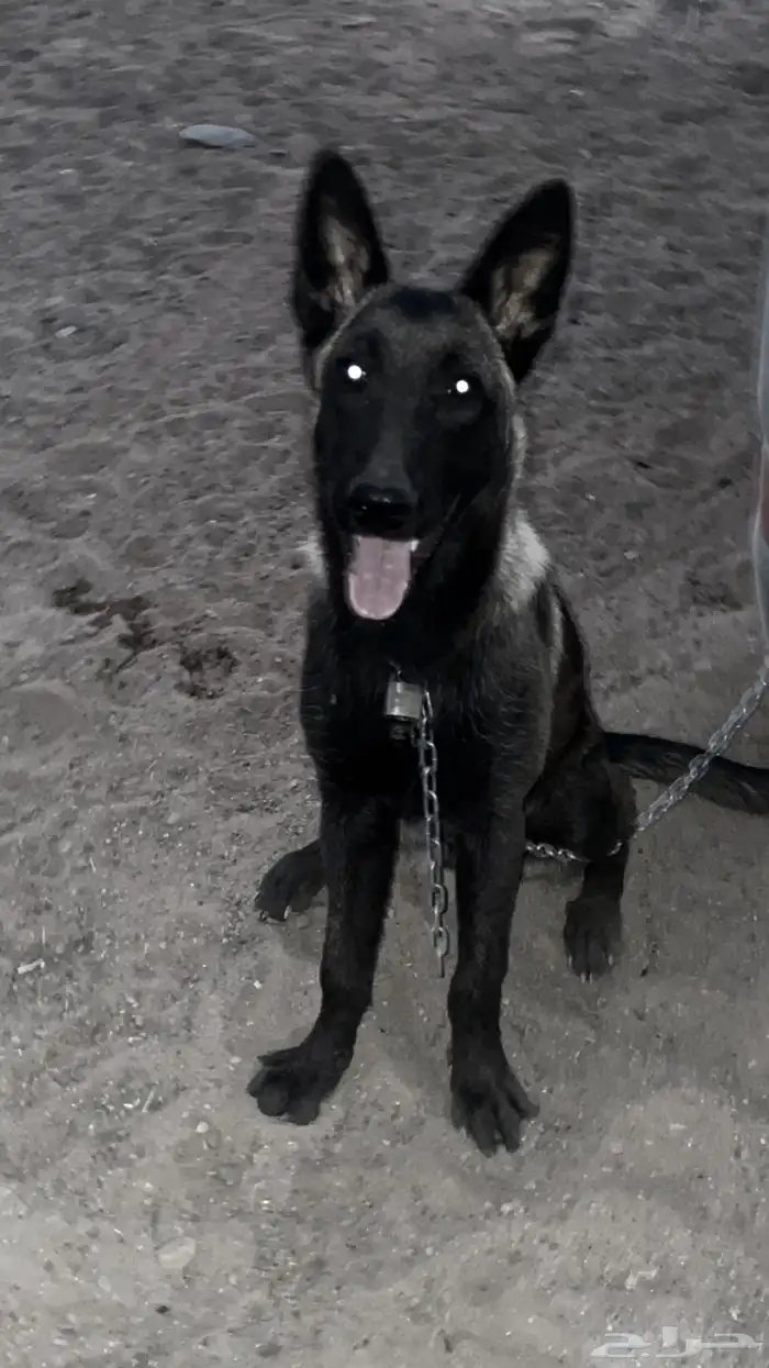 كلب مالينوا 5