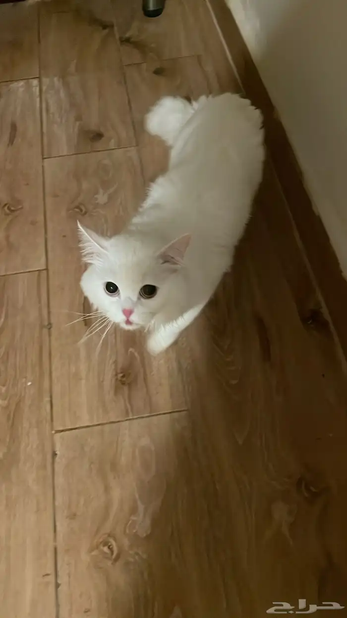 قط للتبني صحته سليمه 1