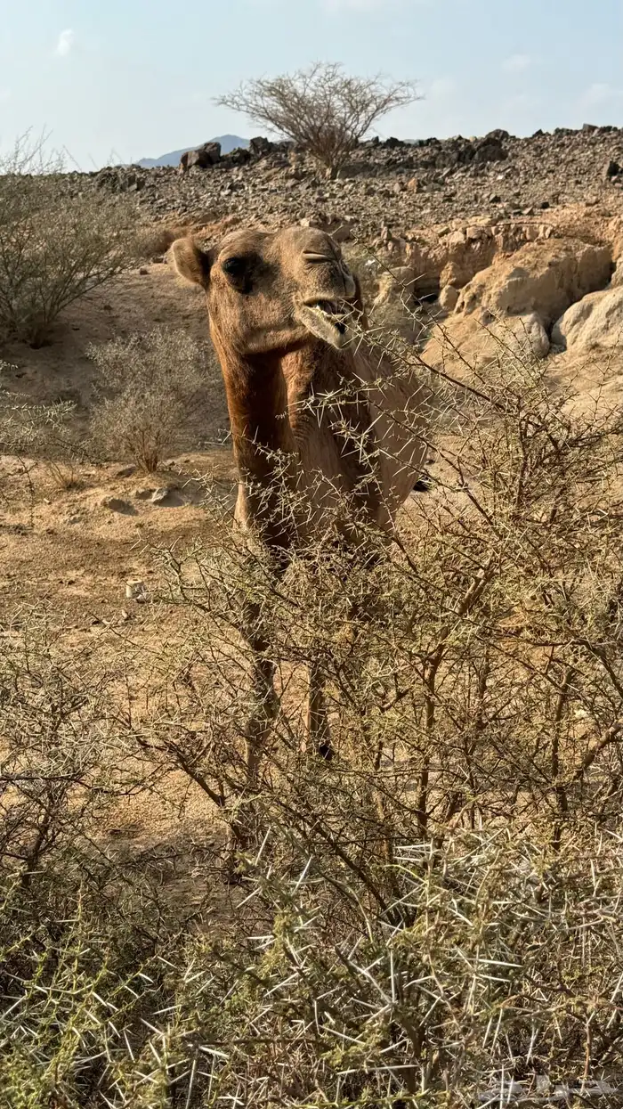 ناقه حمرا على ضراب 2