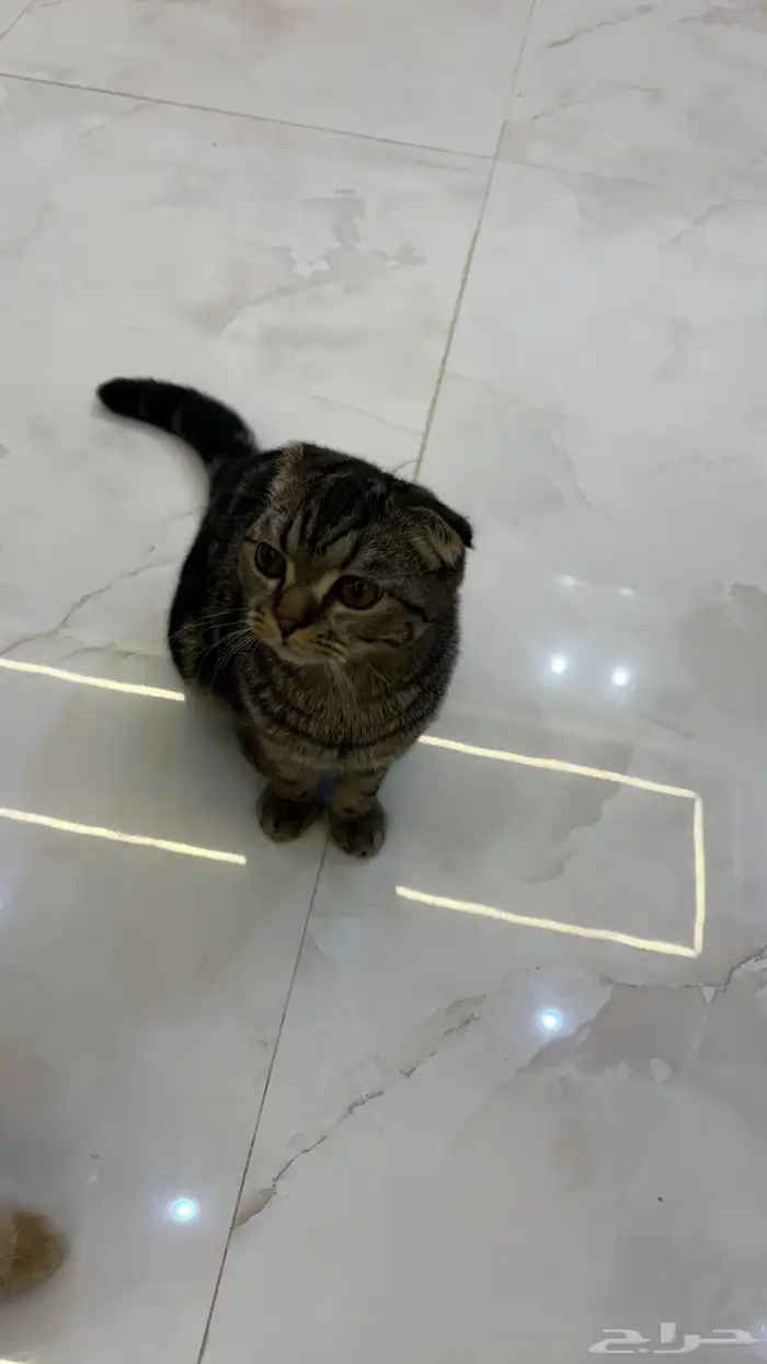 قط للبدل بانثى النوع سكوتش فولد شورت هير تايقر 5