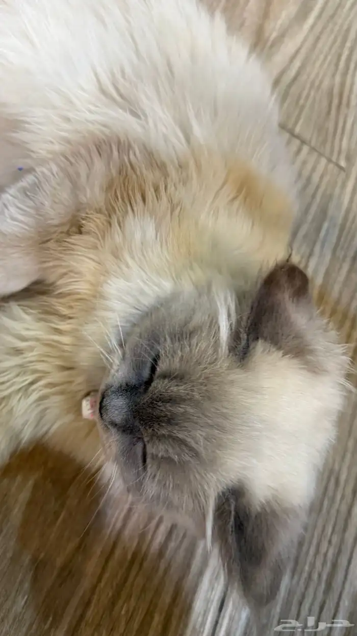 قطه هملايا 1