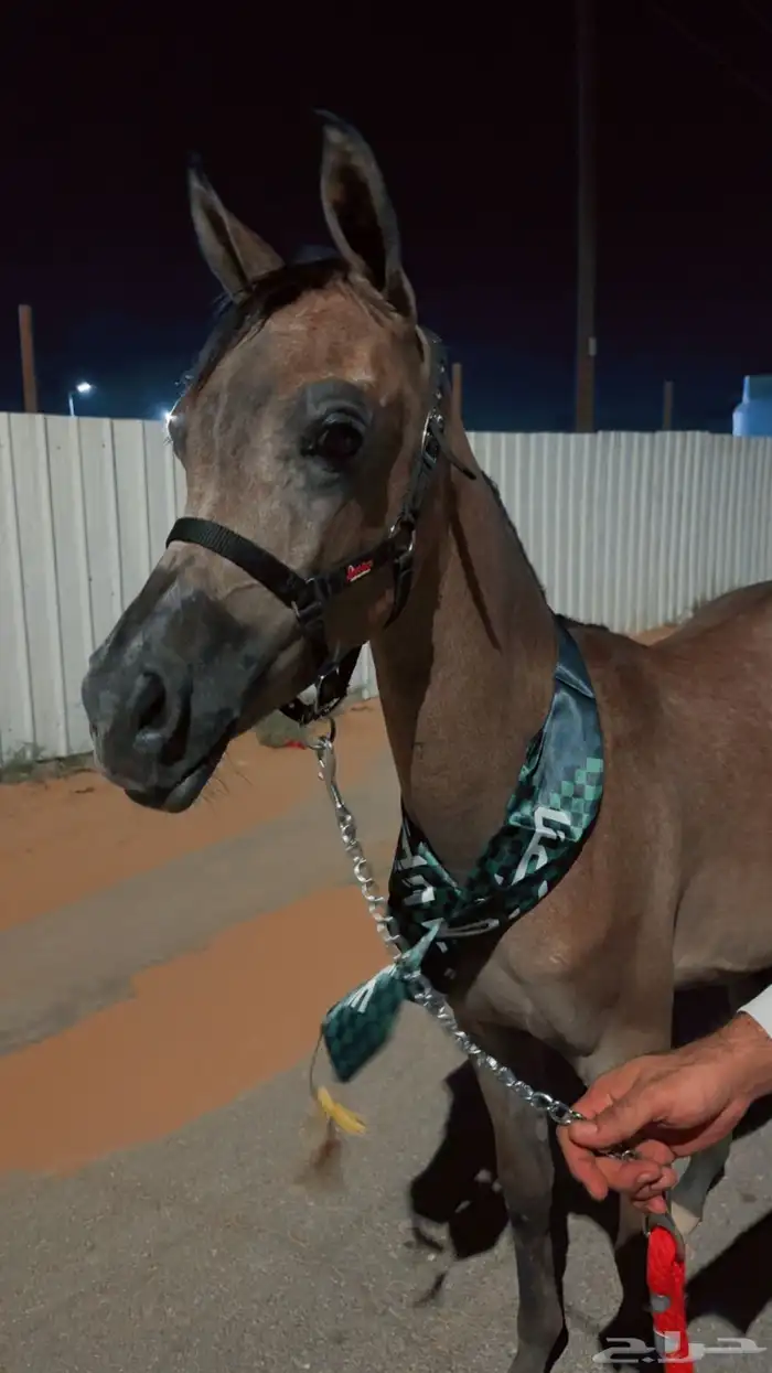 مهره واهو للبيع بنت فواد الخالد 3