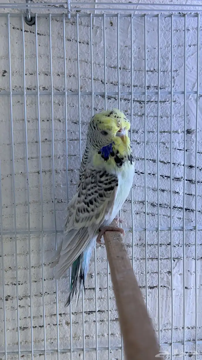 بادجي انجليزي 2