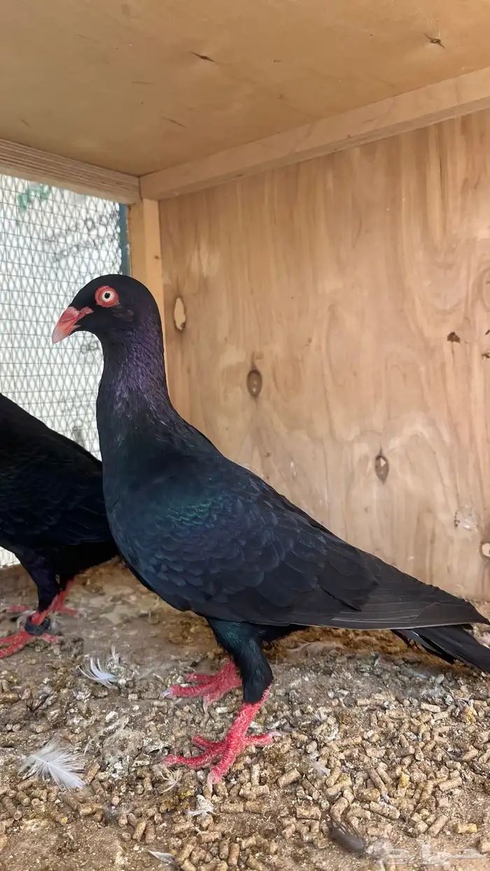 حمام الدنش الملكي 1