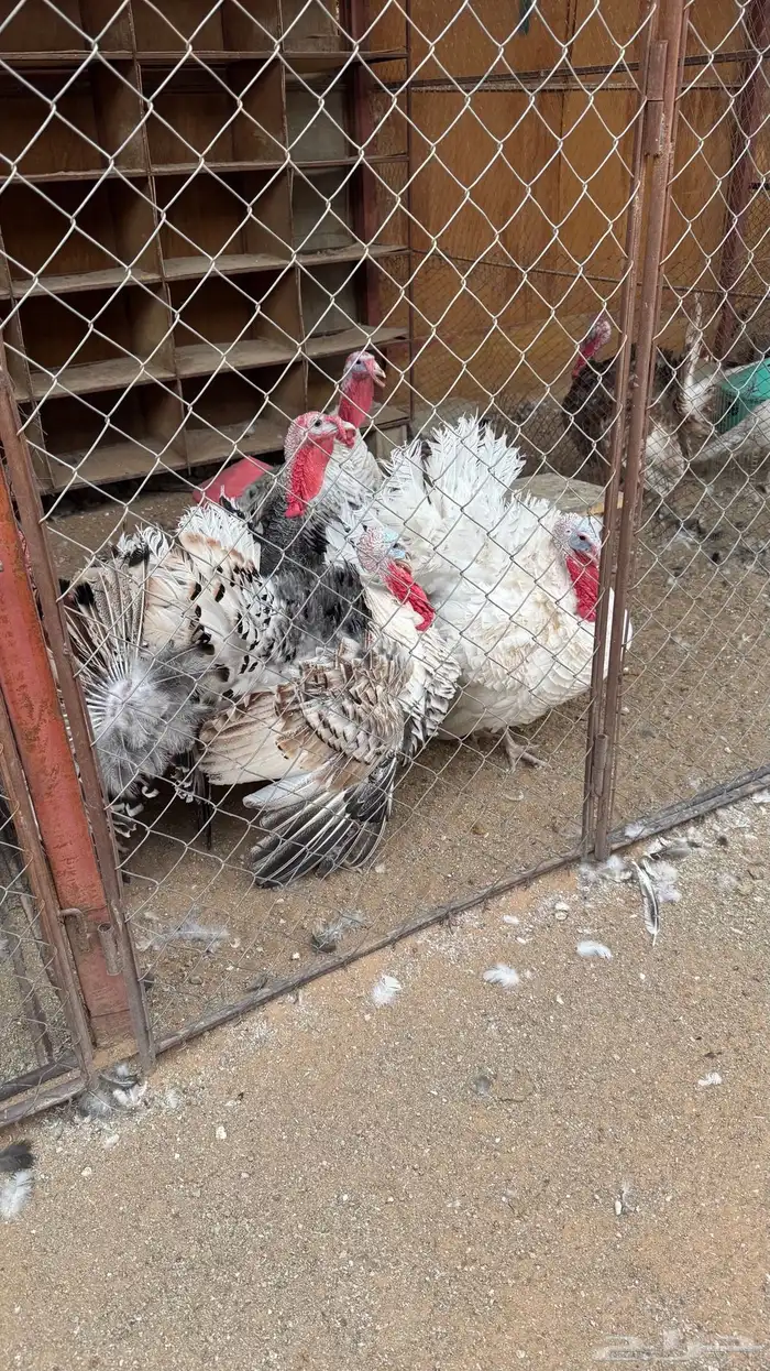 للبيع ديكة رومي 1