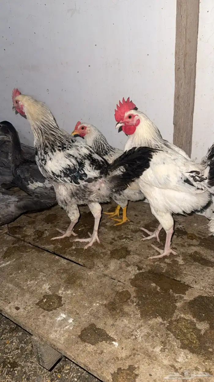 دجاج فرنسي كولمبي 3