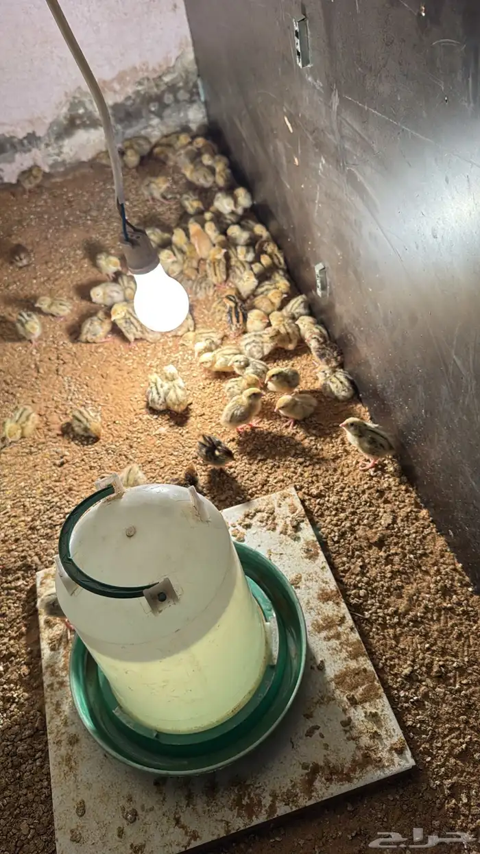 صوص صيصان سمان فري مريعي 0