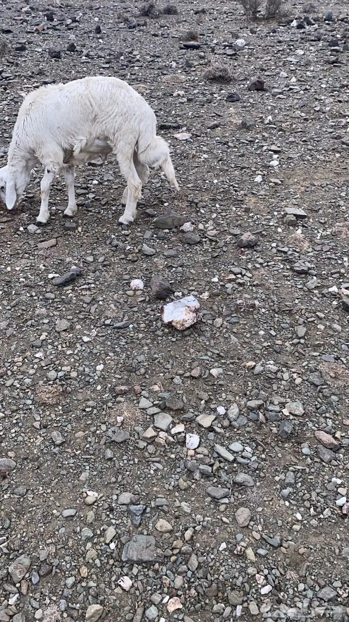 طليان للبيع 2