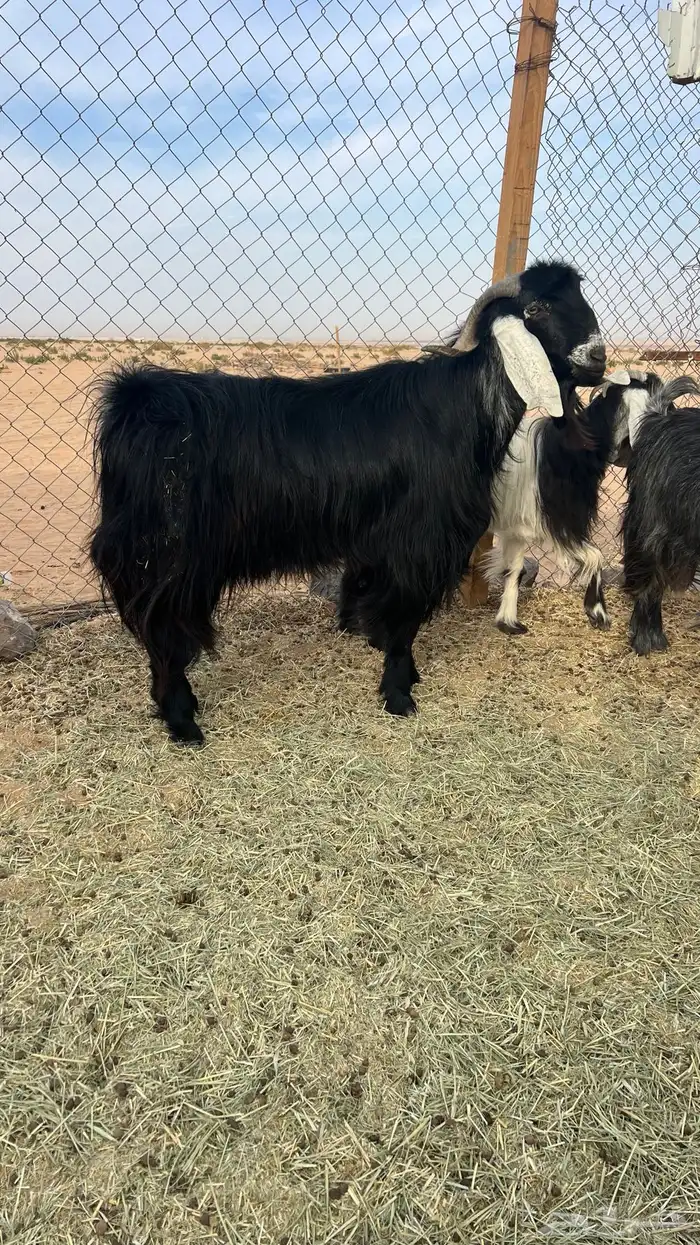 تيس عرضي شرط القريع اتيس طيب ماشاءالله الخرج 1