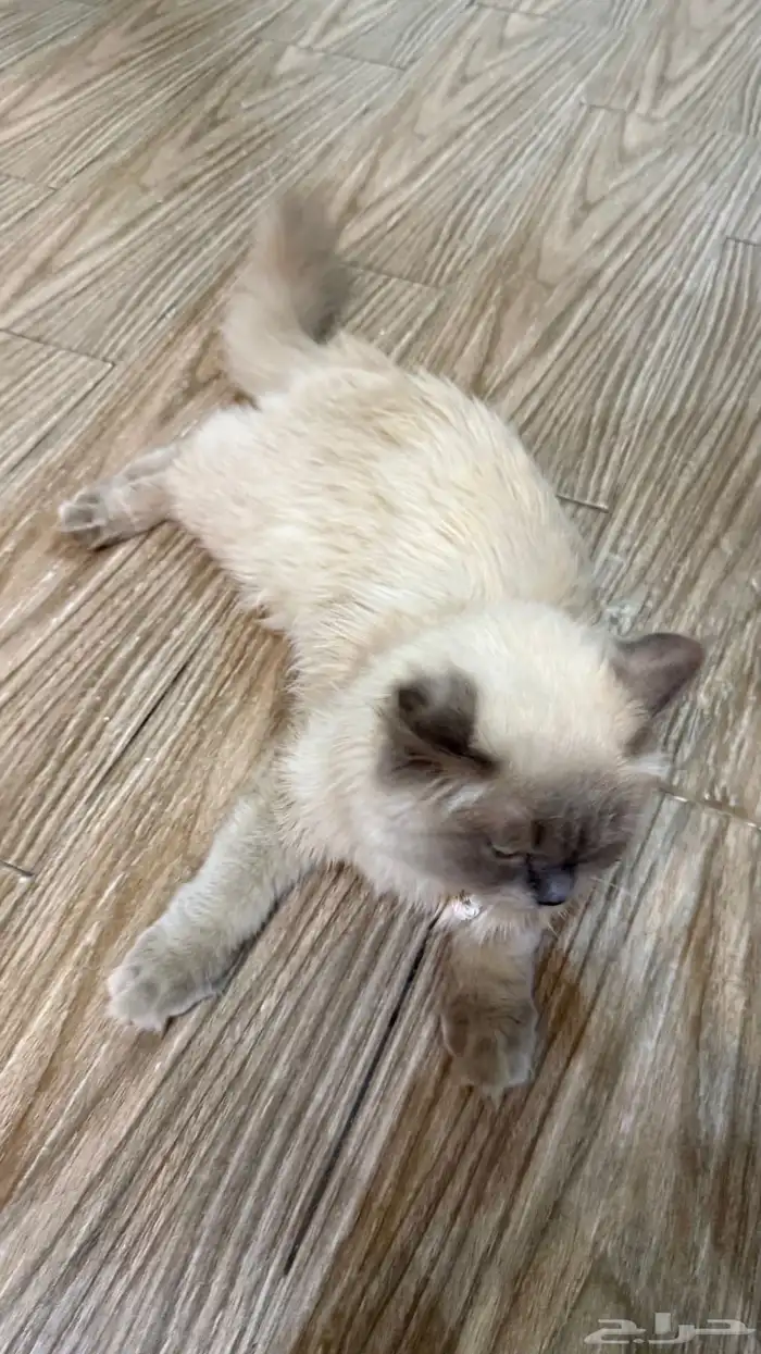 قطه هملايا 0