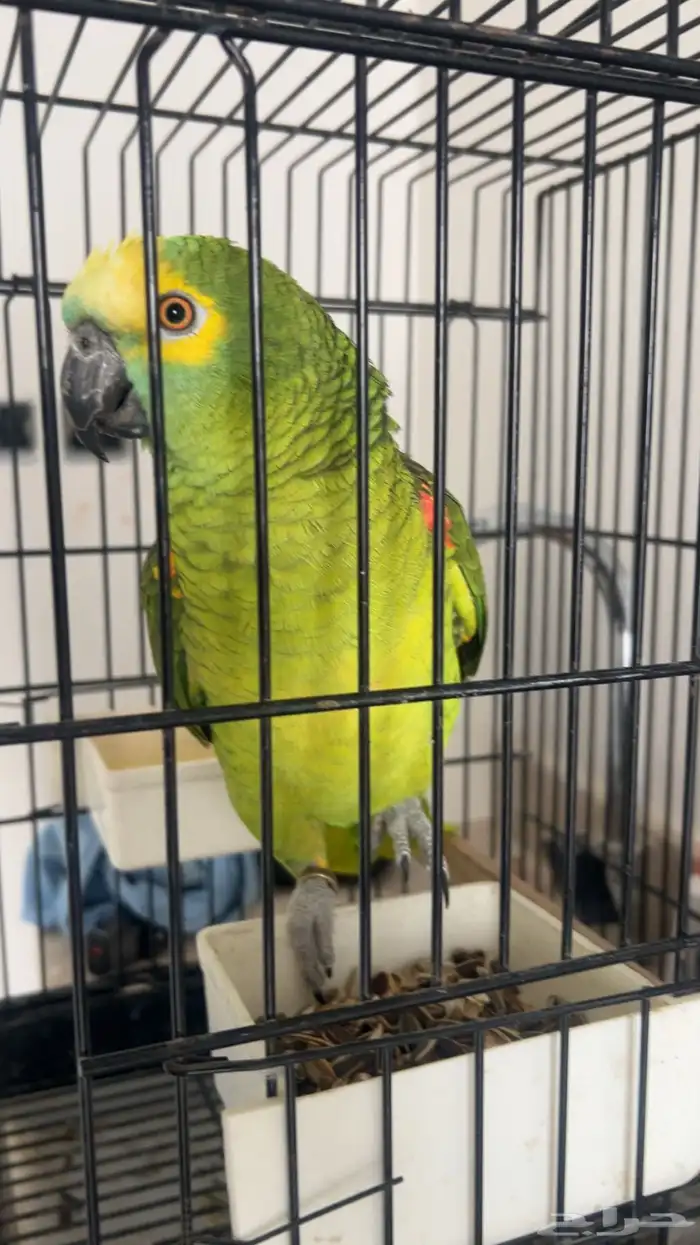 بغبغاء امزوني 3