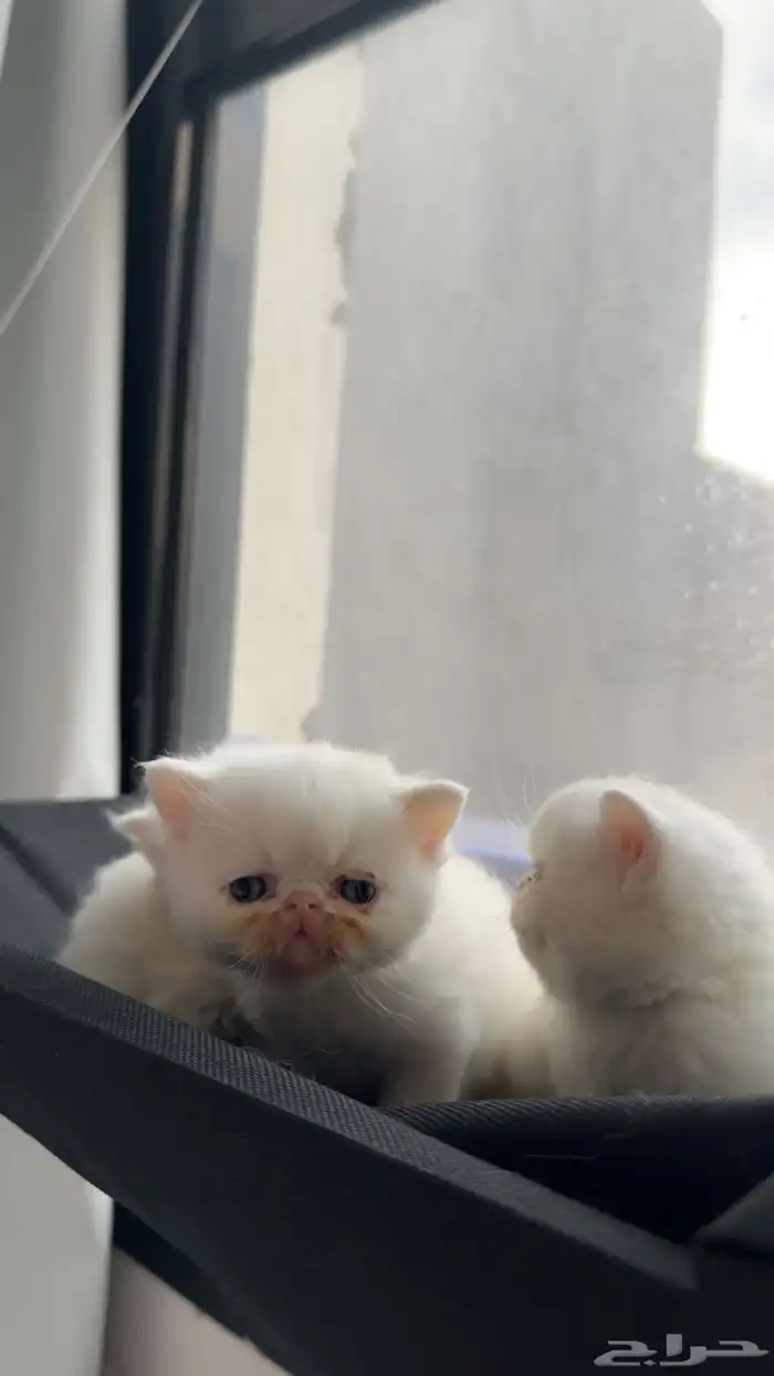 كيتن بيكي فيس 4