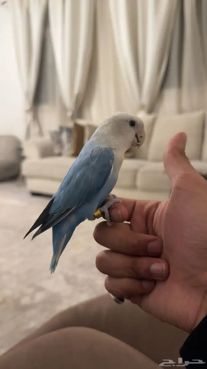 روز فايلوت ابلاين ((تم البيع )) 4