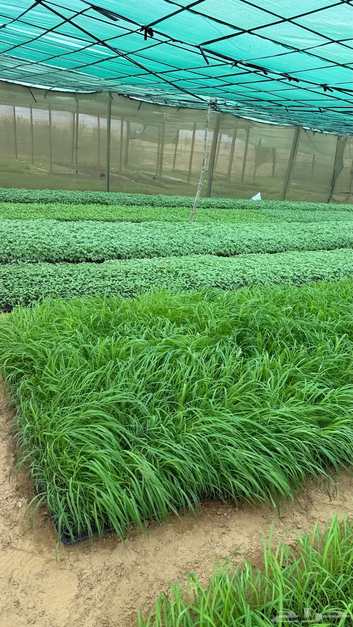 شتلات طماطم عرين و بونكام هجين 2