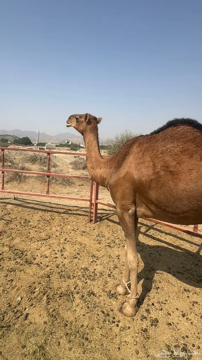 للبيع بكره ثنيه حمرا ساحلية حد 7 الاف 0