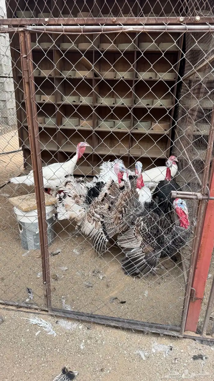 للبيع ديكة رومي 3