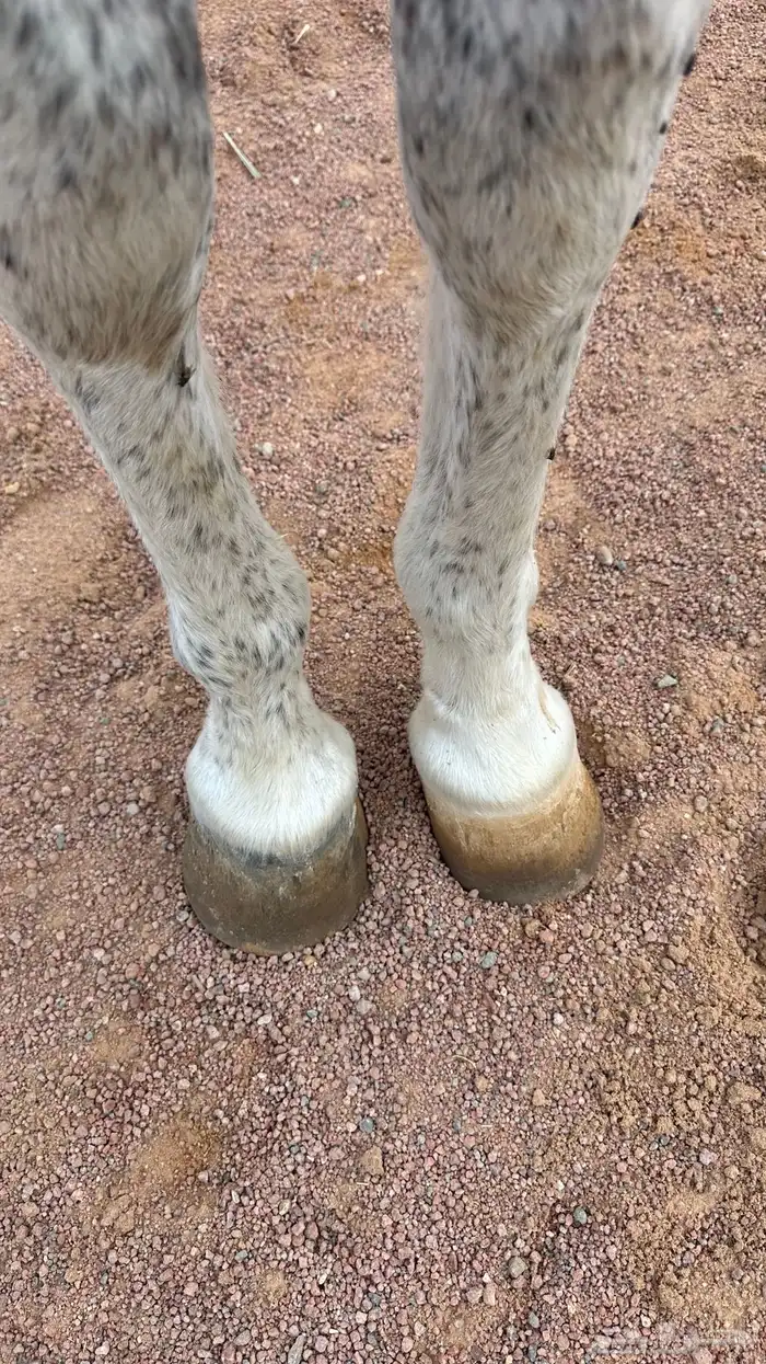 فرس صفراء شيخه 4