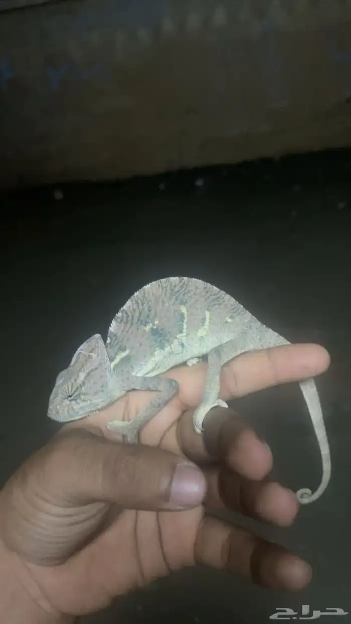 حرباء بيع بلجمله يتوفر حجم وسط كبير 3