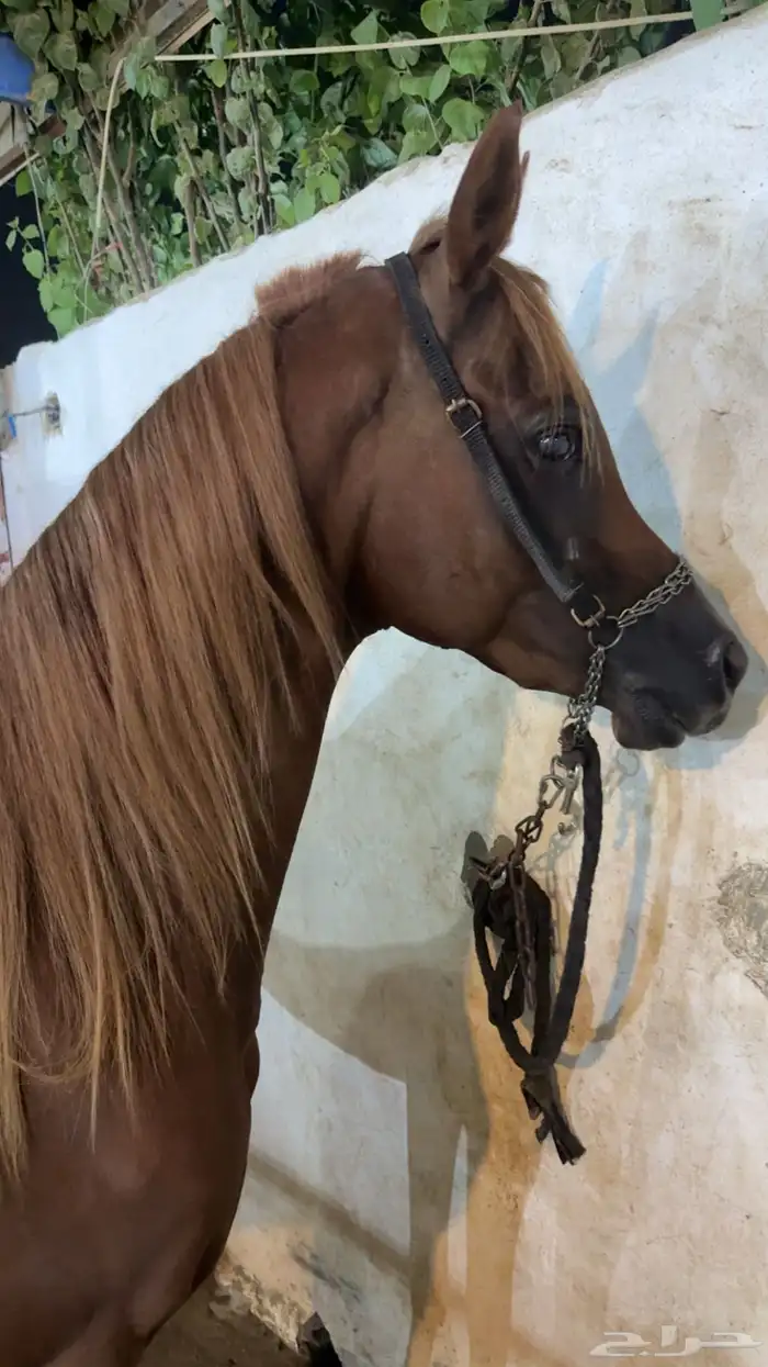 حصان ورق نسب قوي بسعر مناسب 3