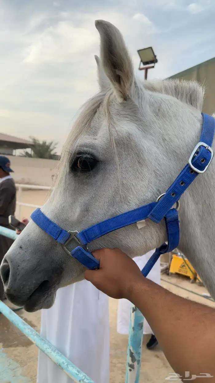 حصان شعبي العمر سنتين وشهرين يركبونه الصغار والكبار 0