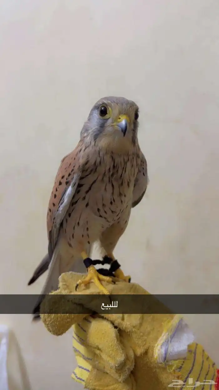 لللبيع شبوط تواصل في رقمي 0